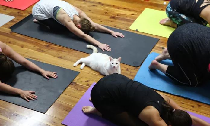 Le Cat Yoga : un sport félin à la mode !